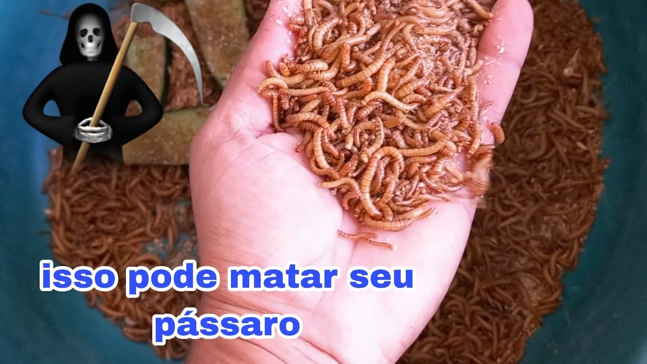 cuidado com os seus tenebríos. eles podem matar seus pássaros. Entenda