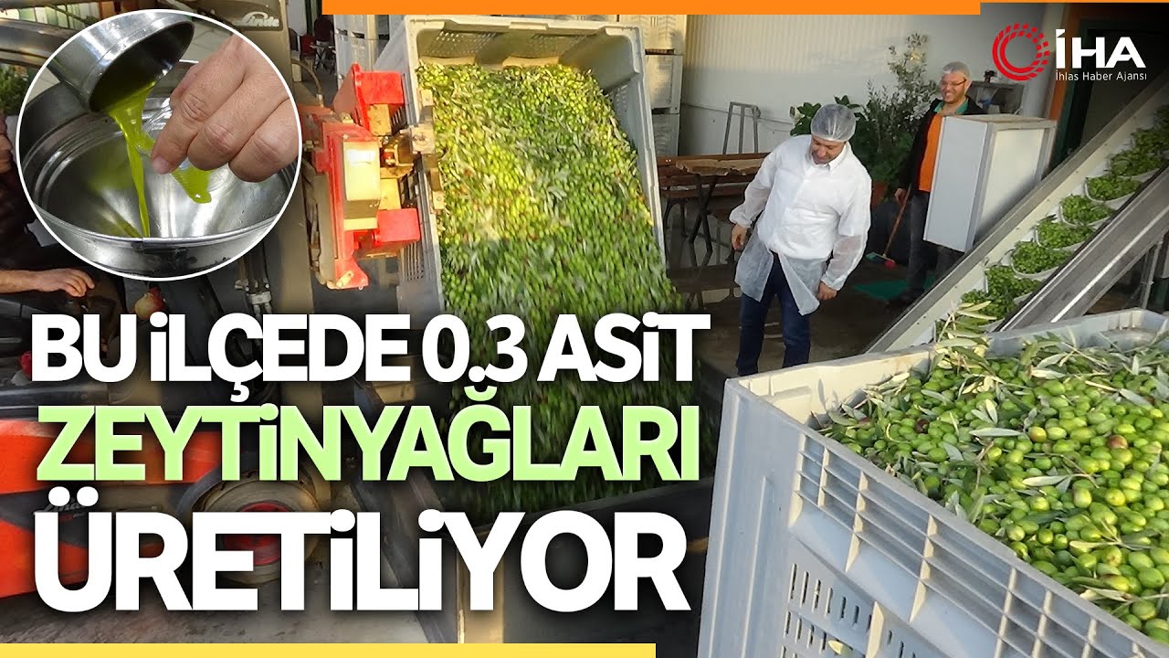 Zeytinyağı Üretiminde Havran Yüksek Kalitesi İle Dikkatleri Çekiyor