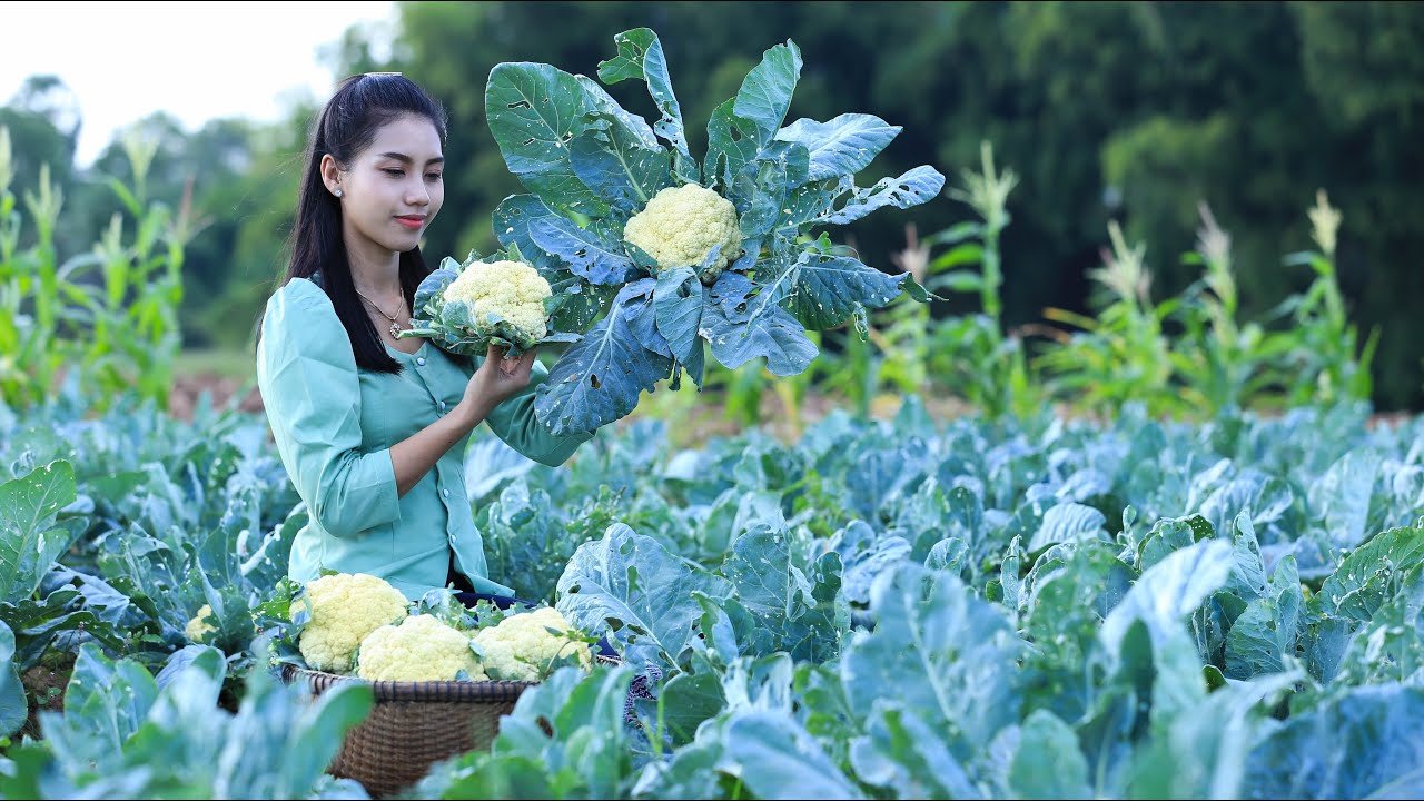 Cooking Cauliflower for dinner in my homeland - Polin Lifestyle