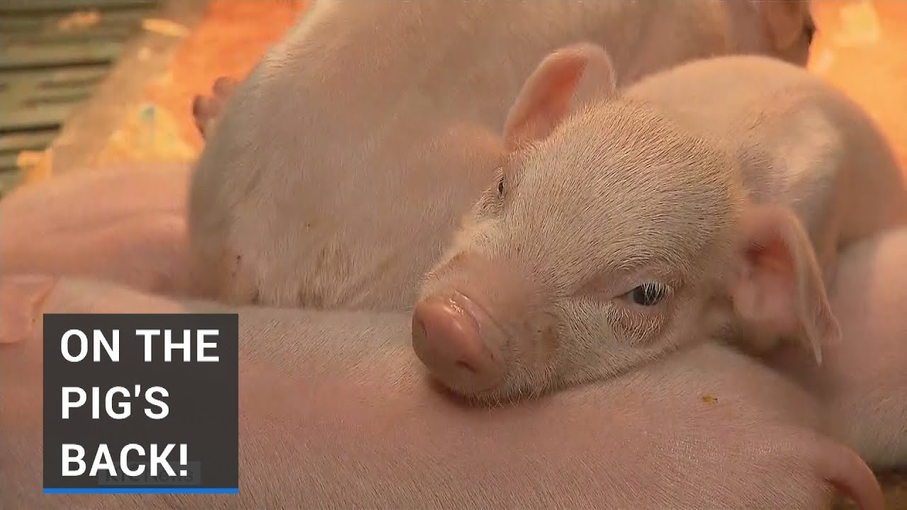 20 piglets born to one sow in Irish village