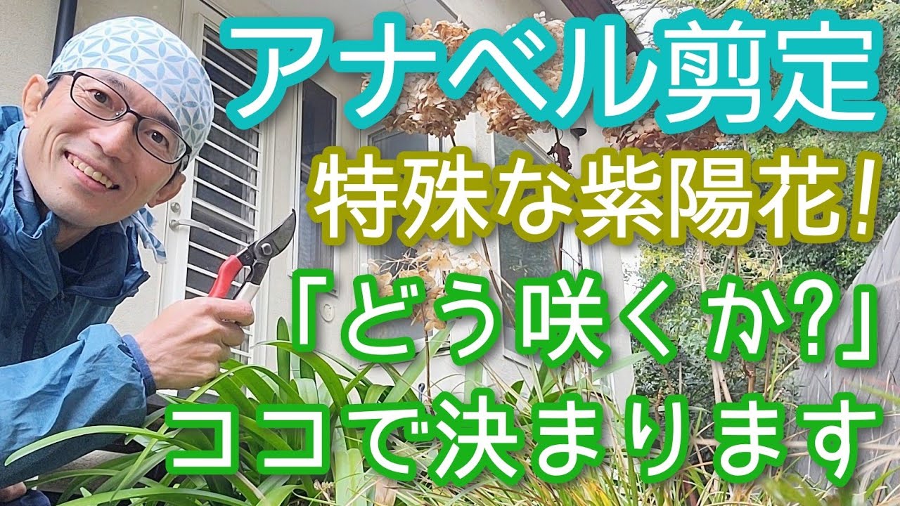 【アナベルの剪定】他の紫陽花より簡単な手入れで花が咲いてくれます(2025年1月)💐🎶