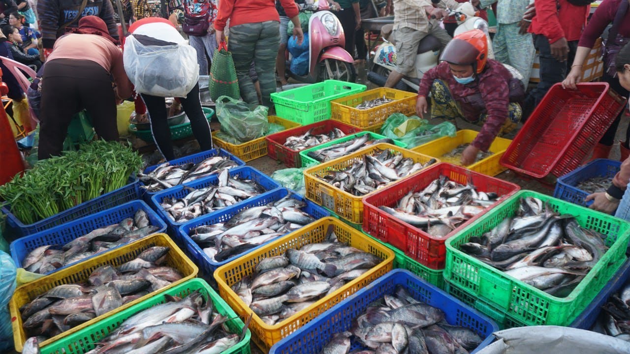 Second Site Distribute Fish, Dry Fish, Seafood & More - Morning Daily Lifestyle of Vendors