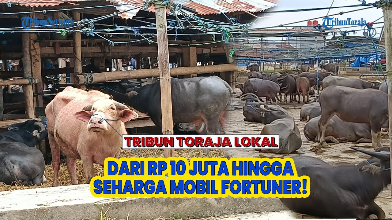 Harga Kerbau di Pasar Hewan Bolu Toraja Utara, Ada yang 10 Juta, Paling Mahal Bisa Seharga Forutner