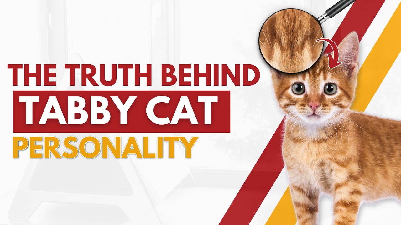 Tabby Cat Personalities! [Are Orange Tabbies Really Lazier?]