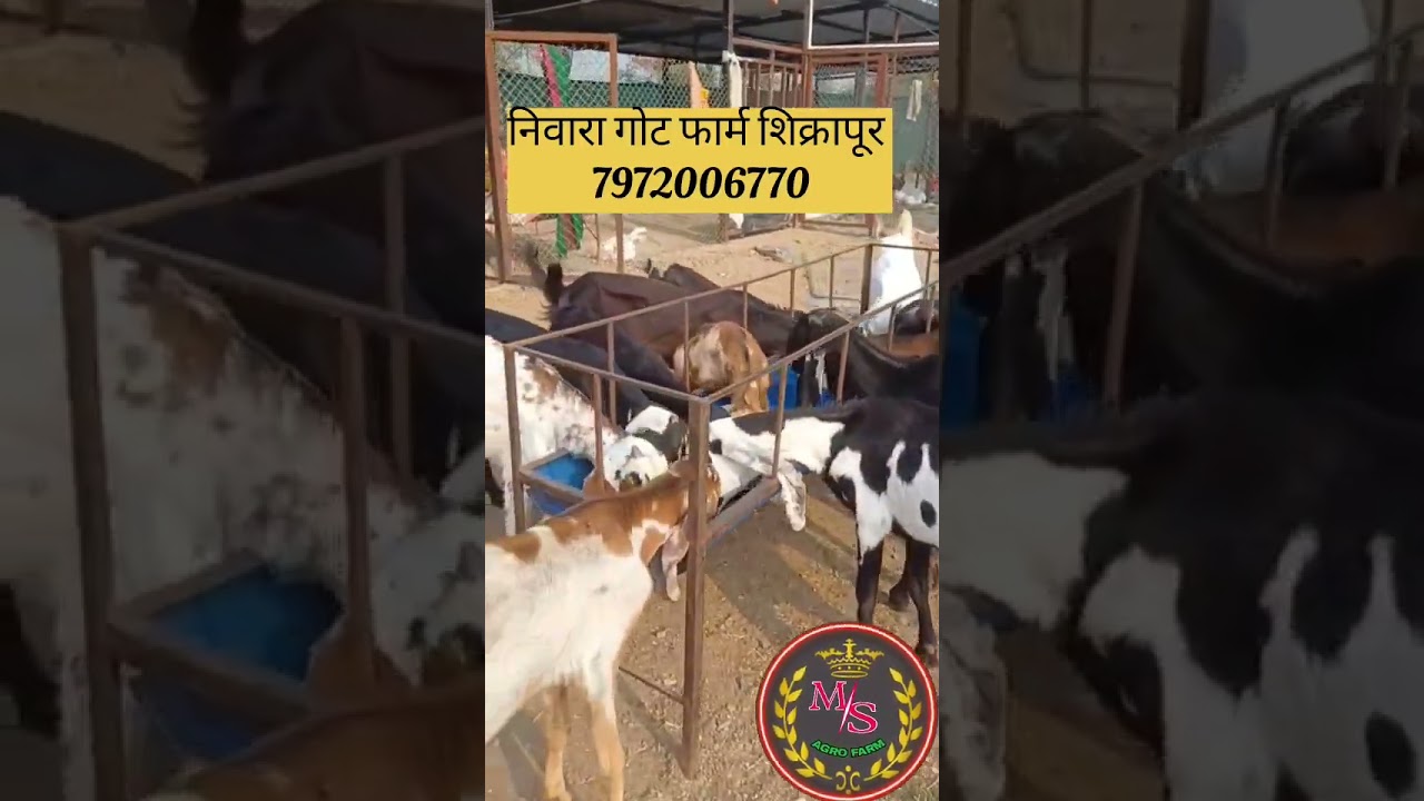 निवारा गोट फार्म शिक्रापूर #ms Agro Farm #बोकड