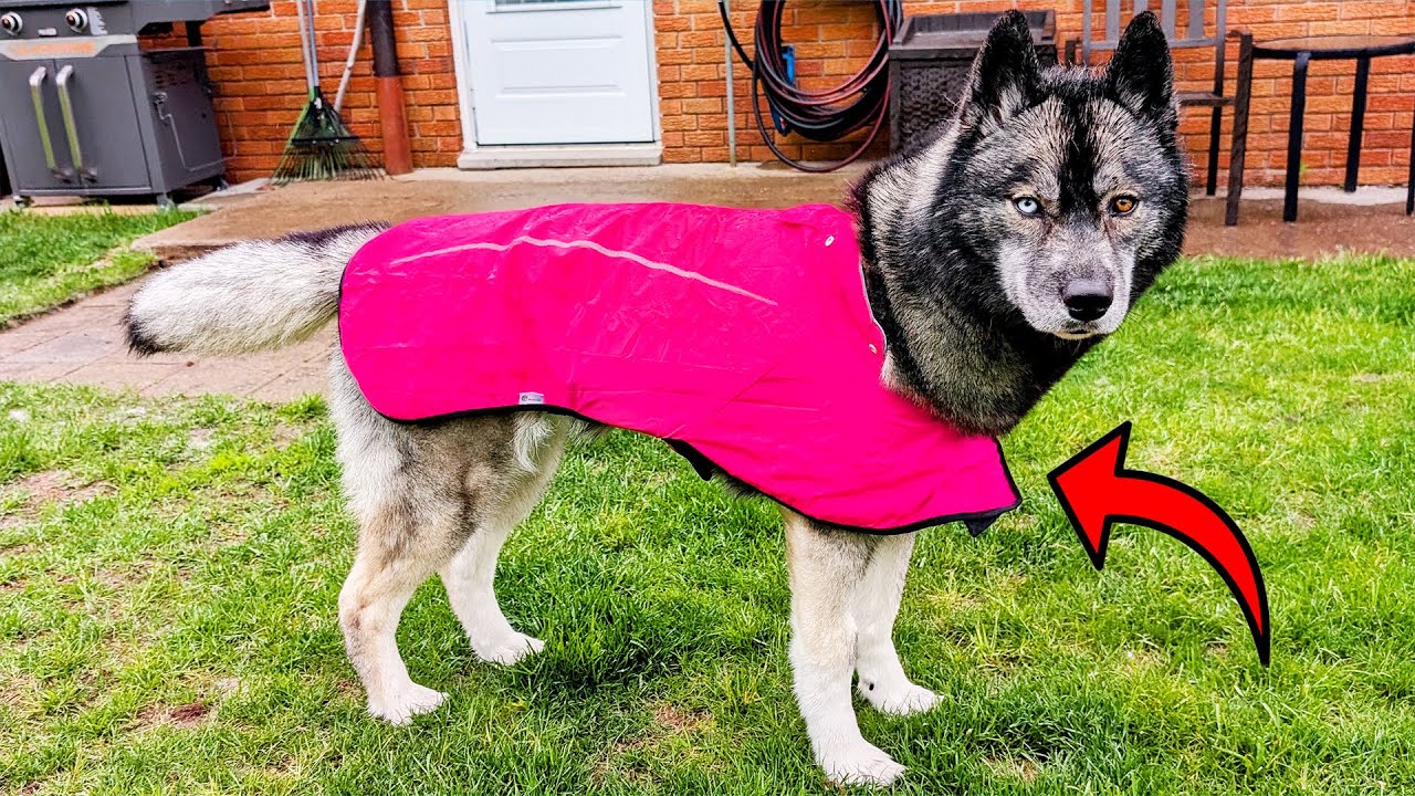 The Ultimate Rain Jacket for Your Dog