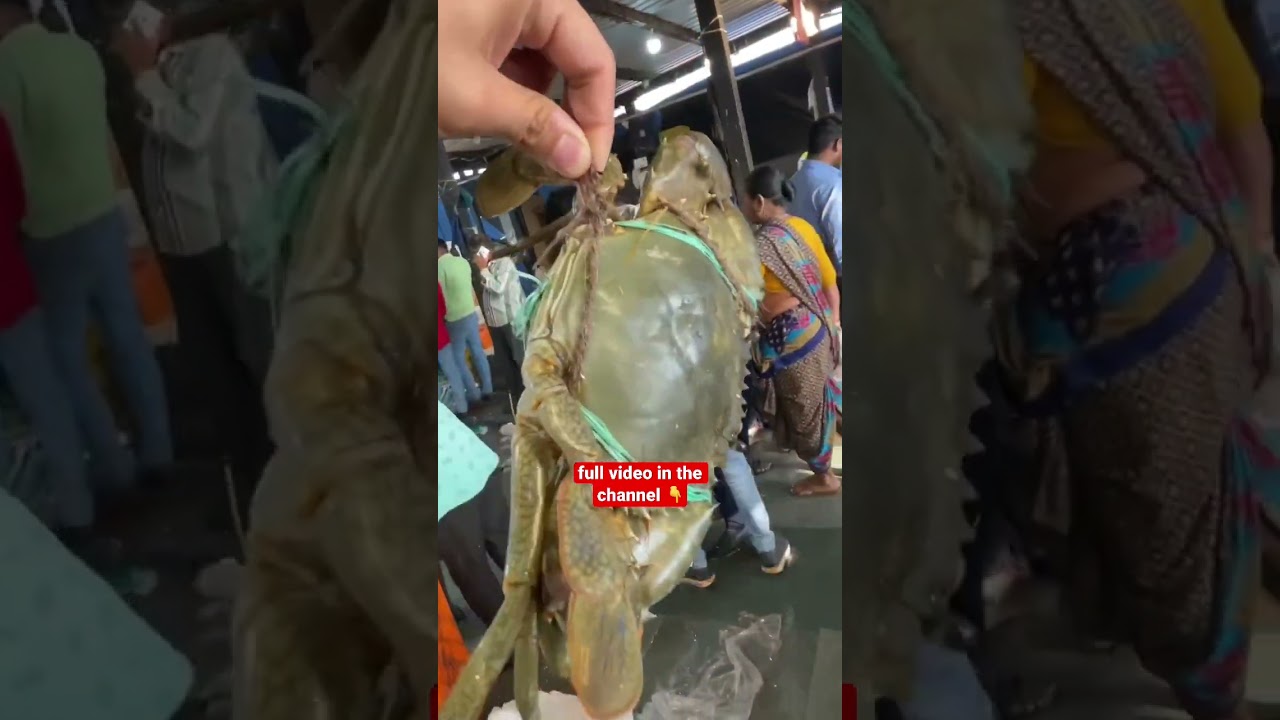 big crab 🦀 mumbai fish market | #fishmarket #shortvideo #shorts