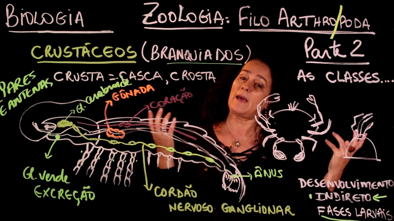 Aula 58 REINO ANIMAL Filo Arthropoda parte 2 - Aulas ENEM