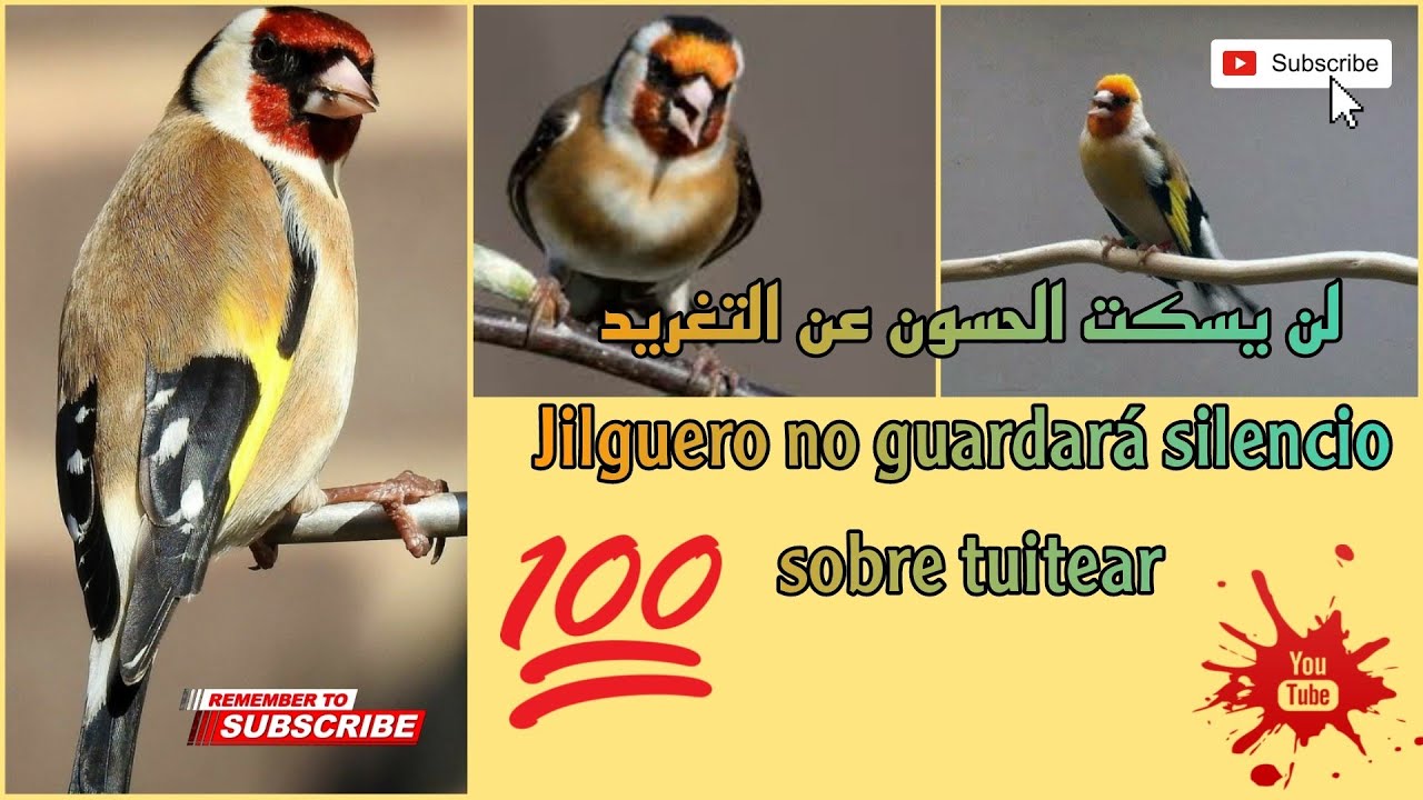 أشياء تساعد الحسون على التغريد ✅👍🏻Cosas que ayudan al jilguero a tuitear💯