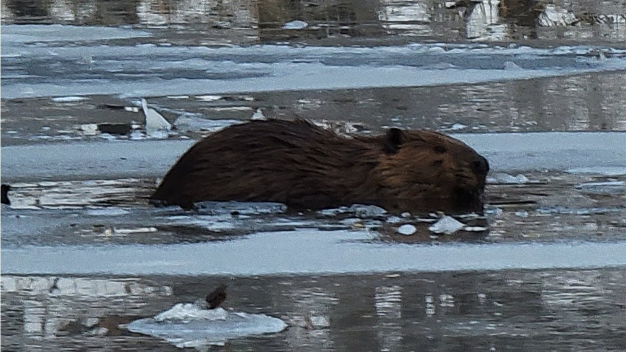 These Big Beaver Stared me Down as I set Traps!! (Pothole Trapping)