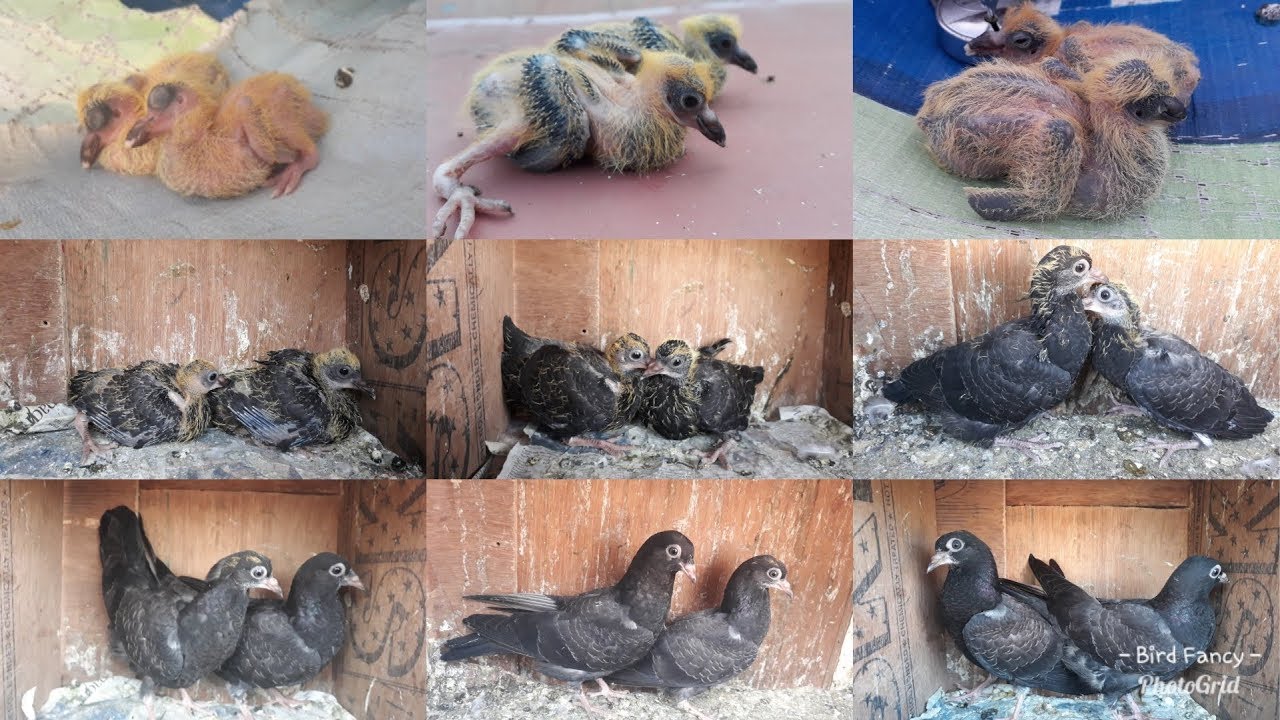 Day to Day Growth of Black Pigeons 30 Days
