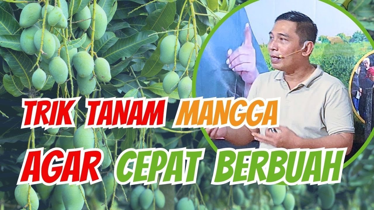 CARA AGAR MANGGA  BERBUAH TERUS MENERUS #petaniorganikindonesia #farming #bayudiningrat