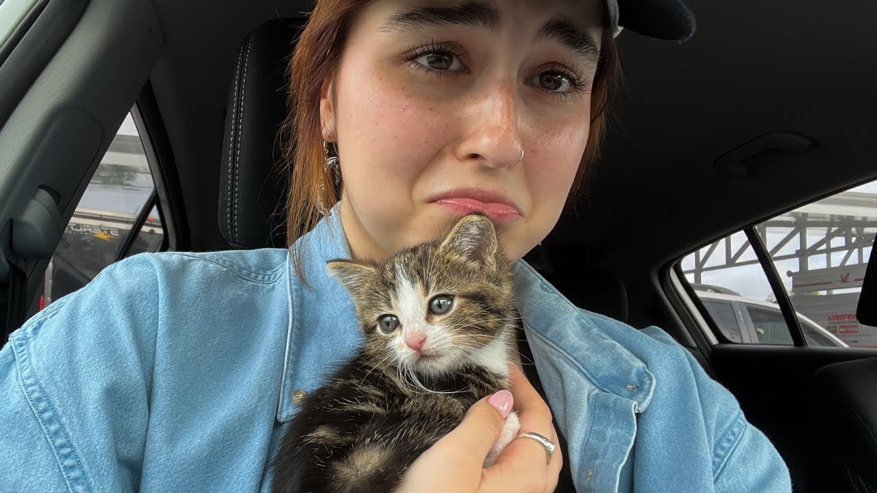rescuing a kitten from the highway.