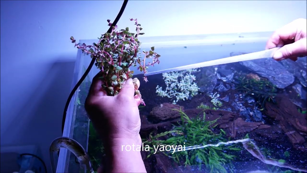 Montage D