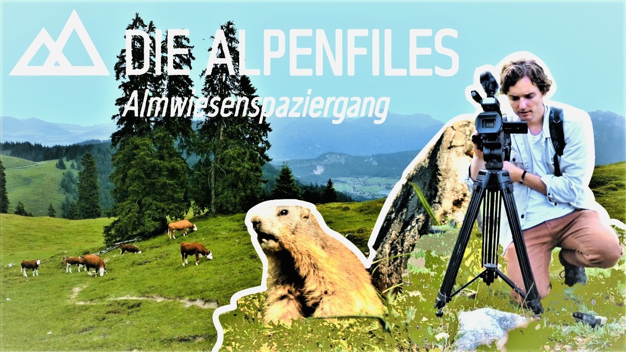 Die ALPEN FILES (1/2) - Gemütlicher Almwiesenspaziergang | 4K