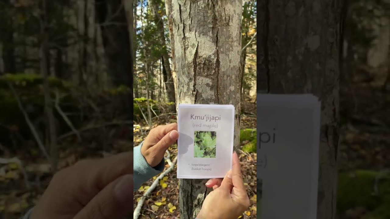 Learn Mi'kmaw with shalan joudry: Tree Names