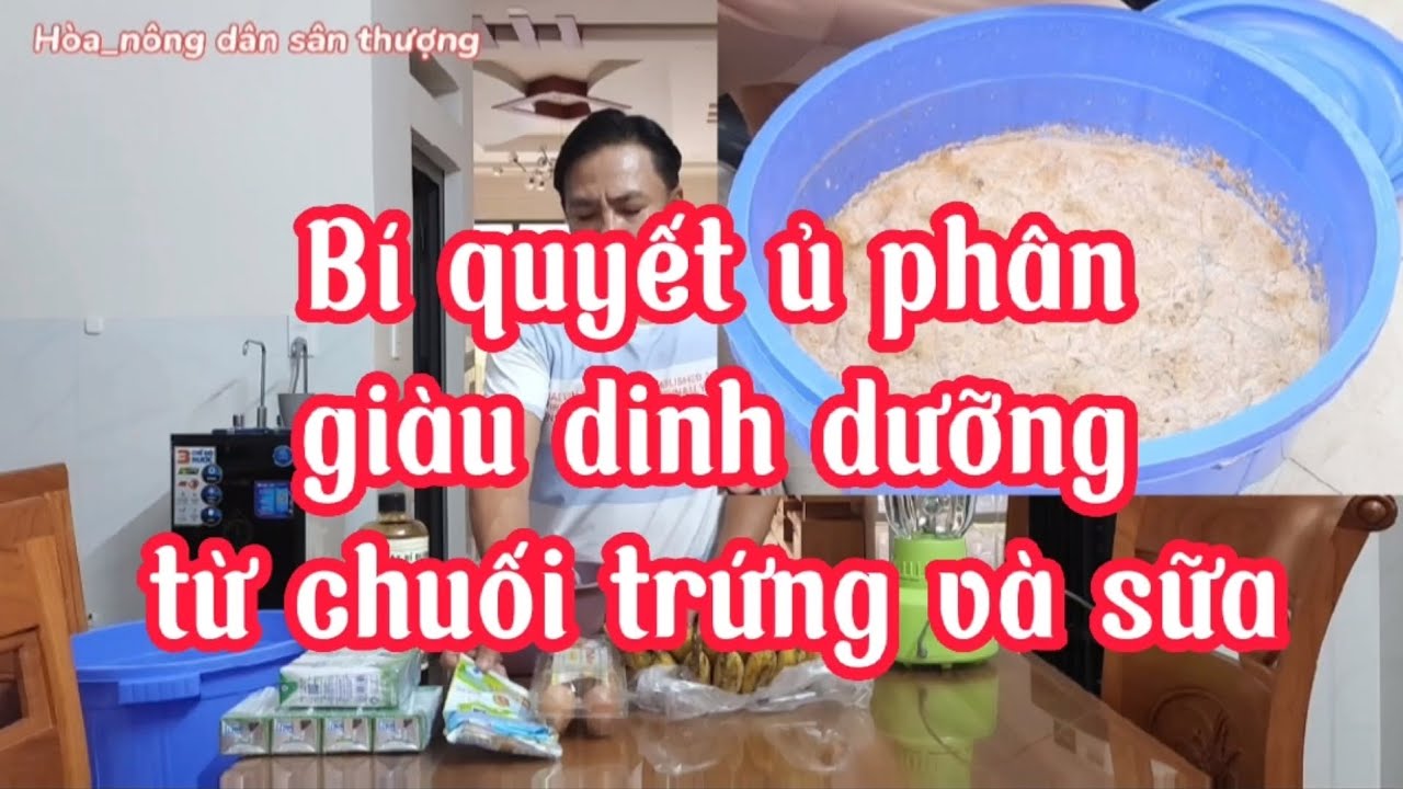 Bí quyết ủ phân giàu dinh dưỡng từ chuối trứng và sữa#10Hoa_Nongdansanthuong