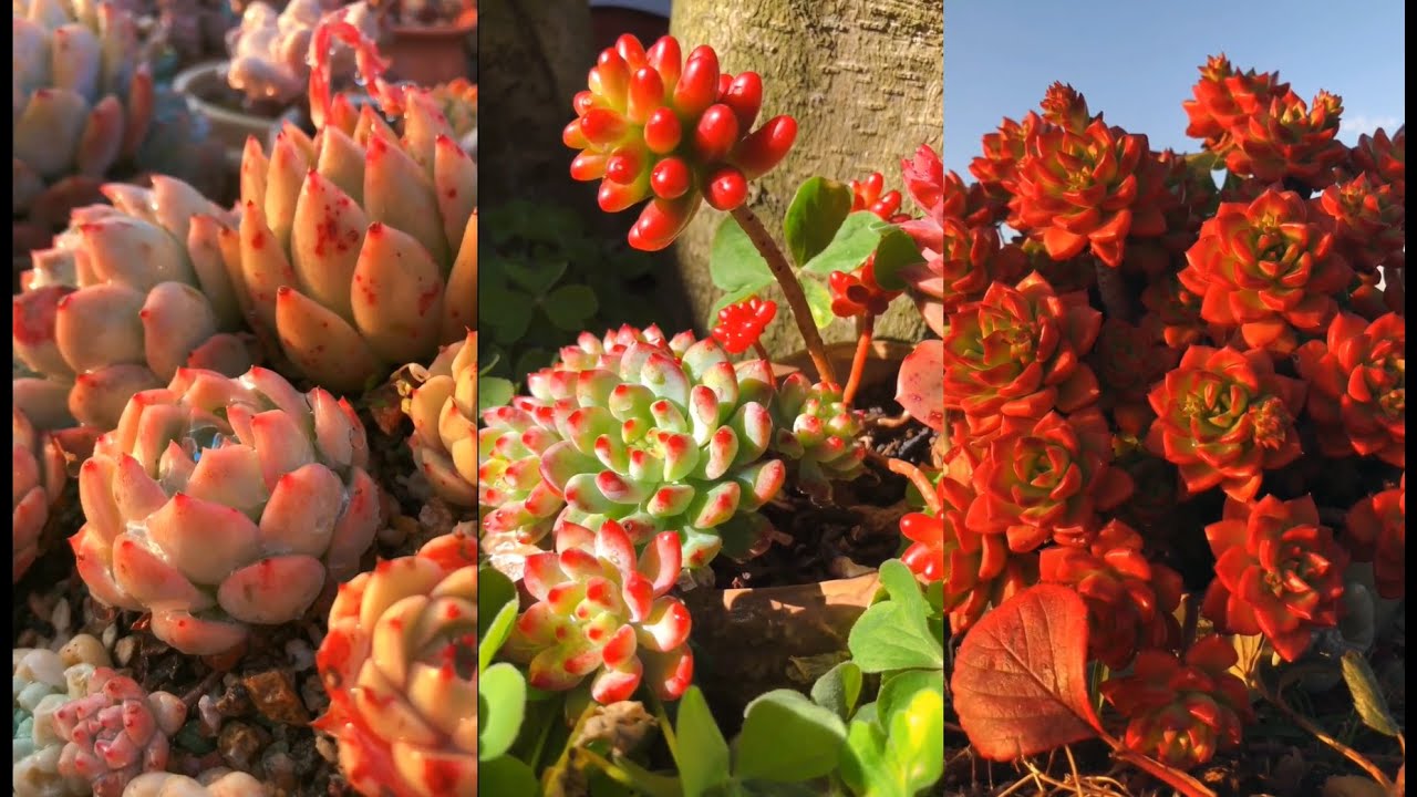 Beautiful succulent collection | 多肉植物 | 다육이들 | Suculentas