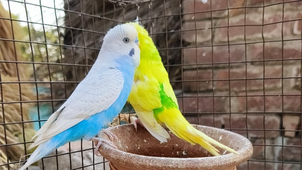 My all birds short video  is live!