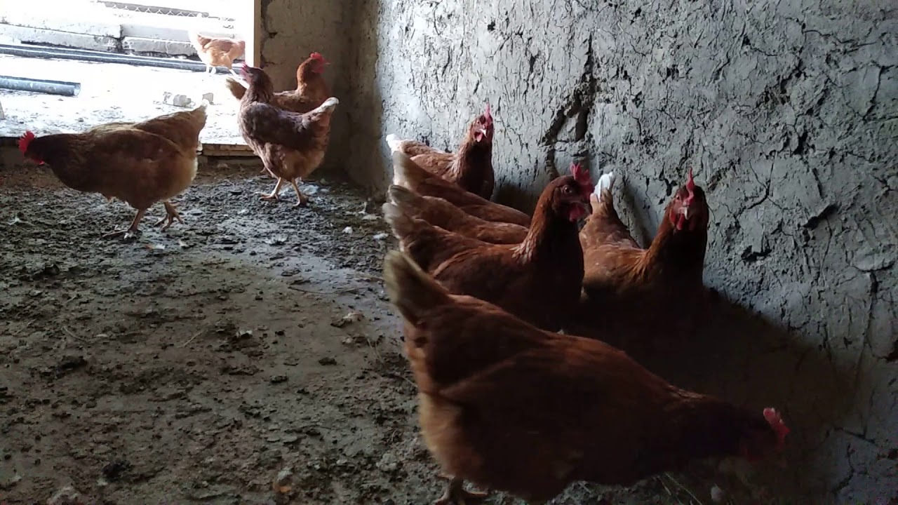 Ломан Браун тауыктарынан пайда бар ма?