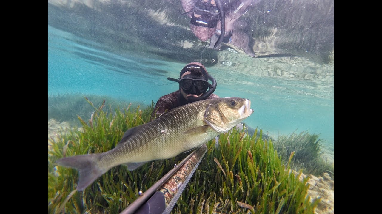 Pesca sub: Spigola GIGANTE in 20 cm di Fondo (Agosto 2018) #pescasub #pescainapnea #francisub #apnea