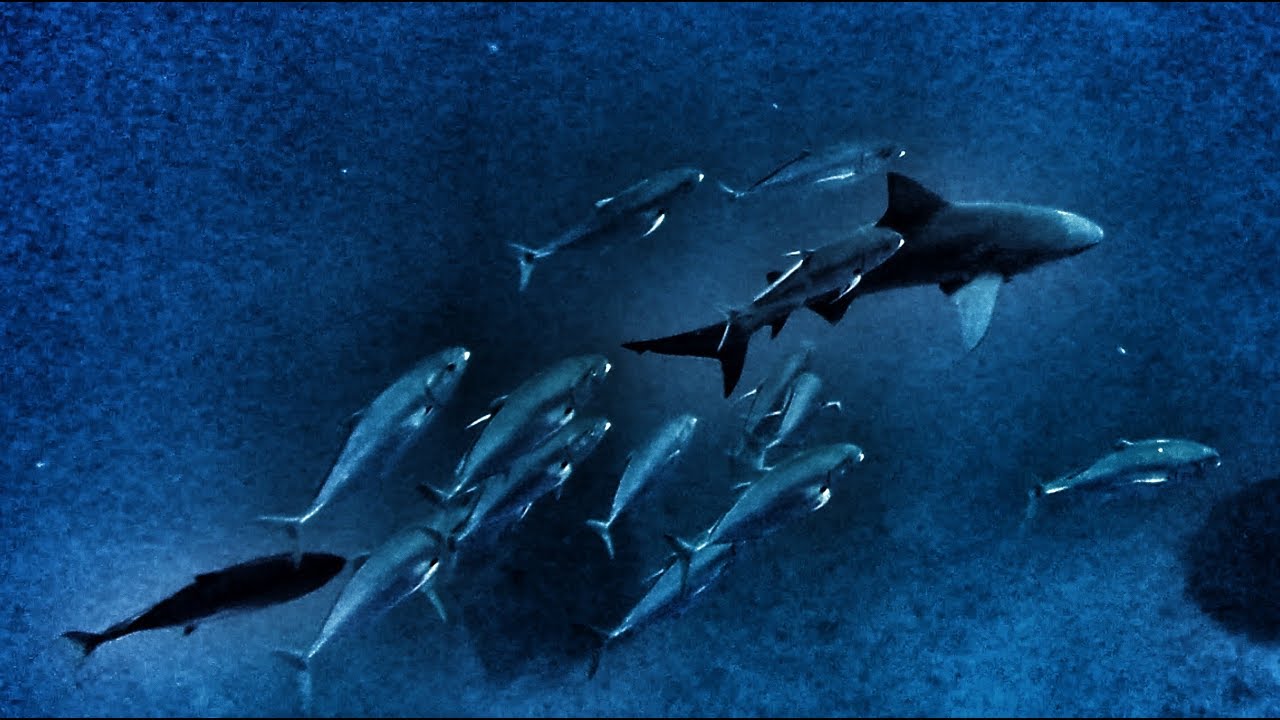 Shark Diving with Scuba Addicts in Mozambique (Mercian Divers BSAC 24634)