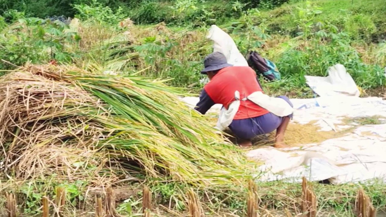Farmer Drying Rice Naturally Under the Sun 