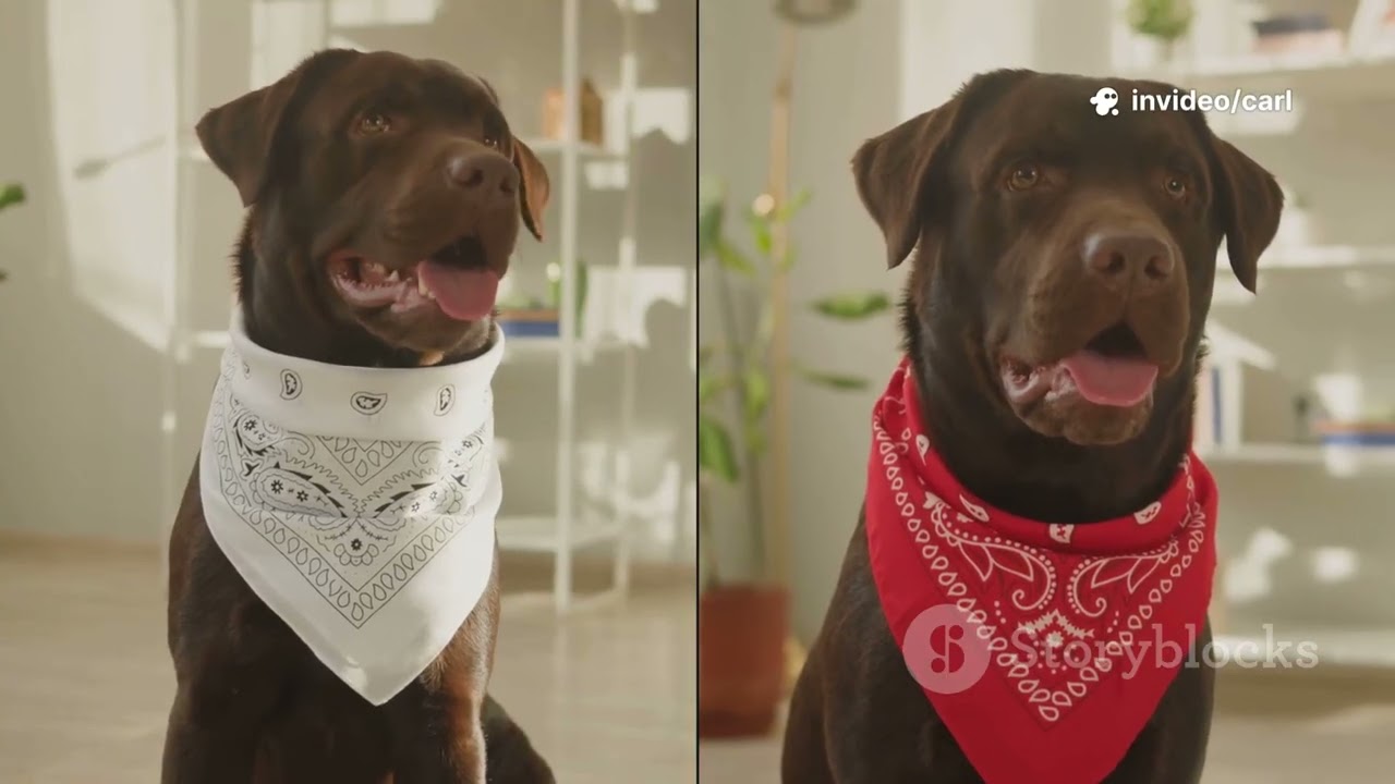 Emotional Dog Rescue Story