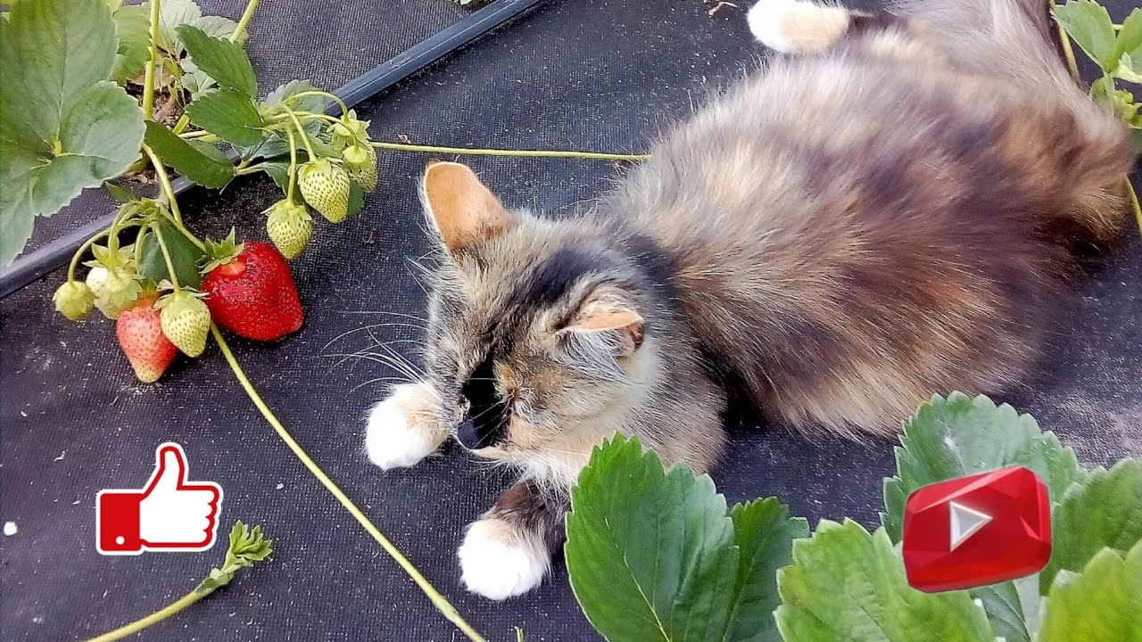 Однолетние, двух и трёхлетние кусты клубники. Разница и какие всё таки лучше.