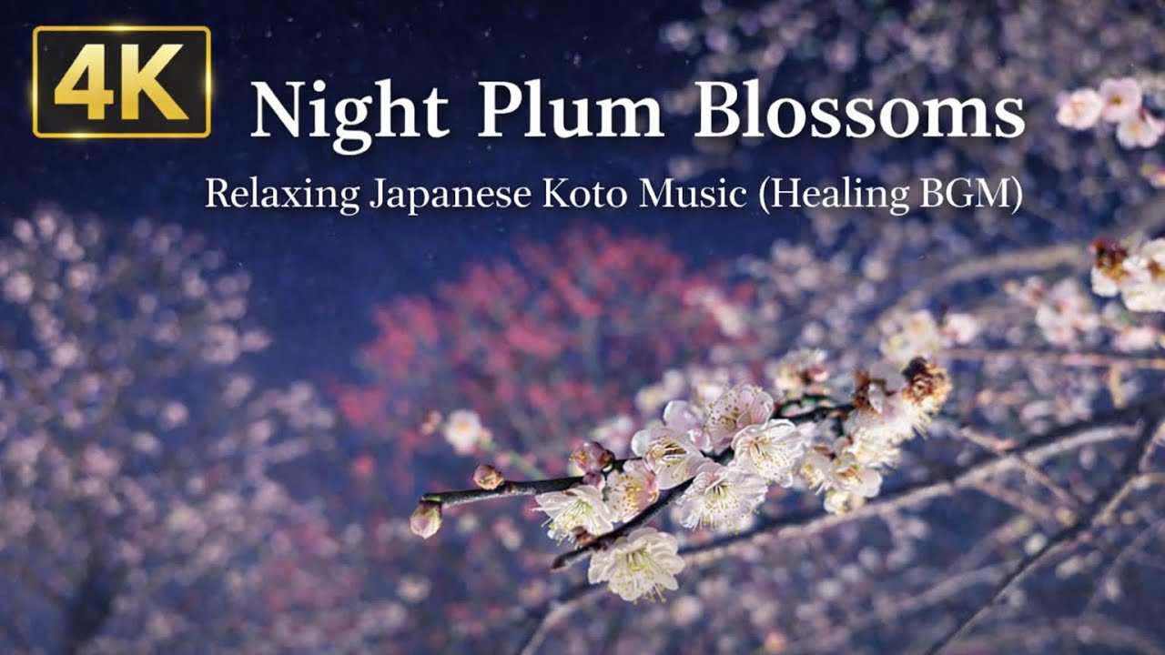[4K] Tokyo Night Plum Blossoms | Relaxing Japanese Koto Music (Healing BGM)