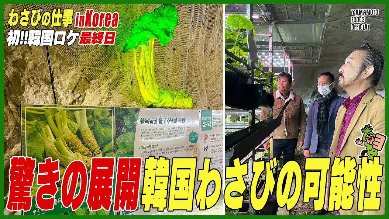 驚きの展開！韓国わさびの可能性／Hwarok Cave／初！韓国ロケ!!わさびのお仕事inKorea最終日【わさびチャンネル344】