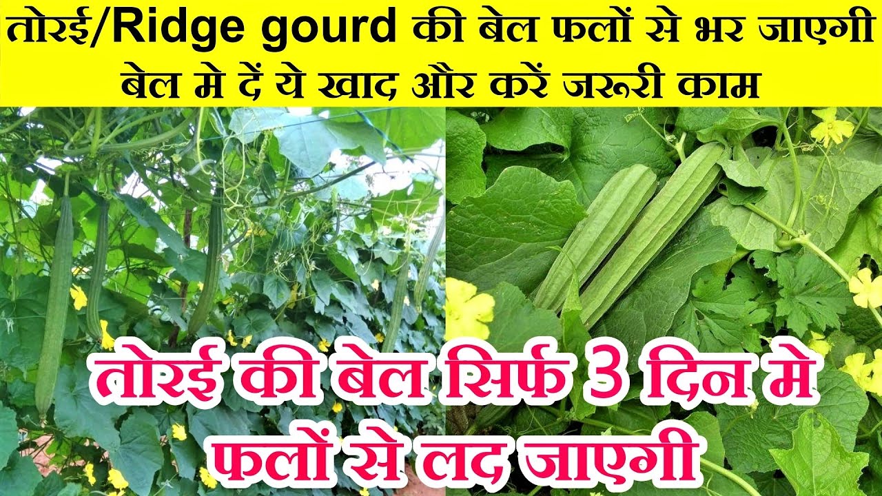 इसे एक बार डालिए, तोरई की बेल में अनगिनत फल आएंगे|केवल यह काम कर लो आपकी तोरई की बेल पूरी भर जाएगी।