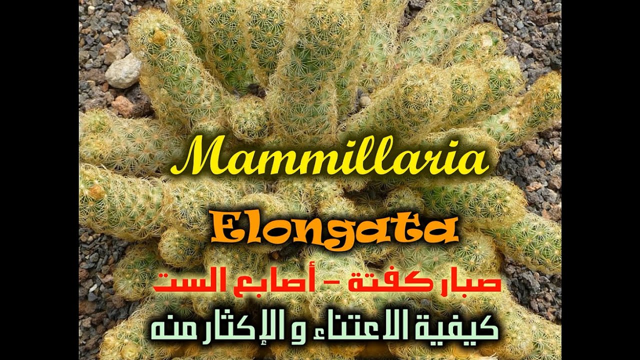 Mammillaria Elongata - صبار كفتة - كيفية الإعتناء به و كيفية الإكثار