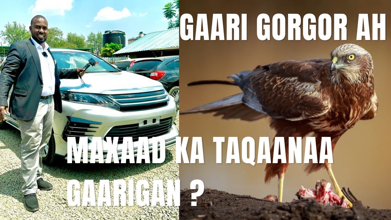 GAARIGA GORGORKA U EG | MAXAAD KA TAQAANAA BAABUURKAAN?