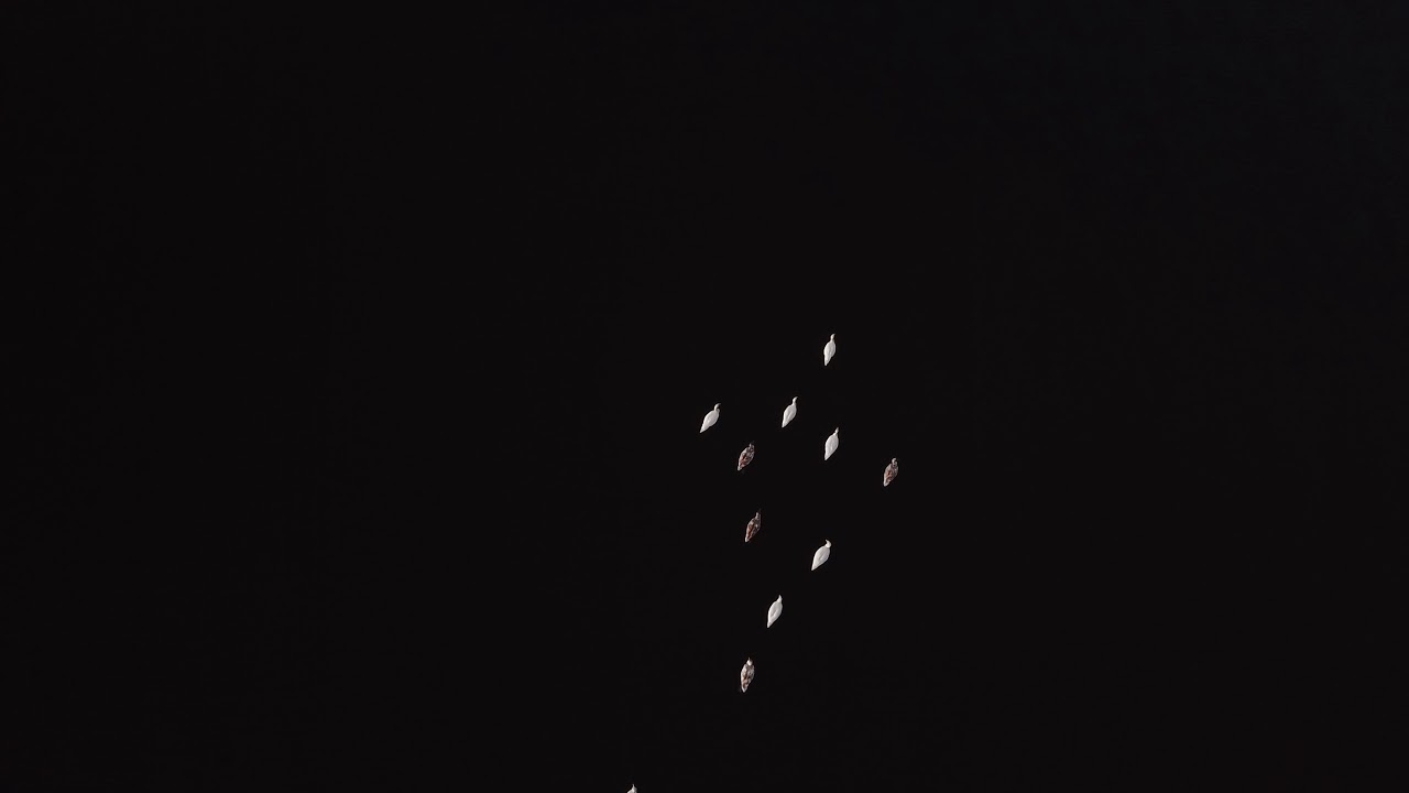 Лебеди Саулкрасты