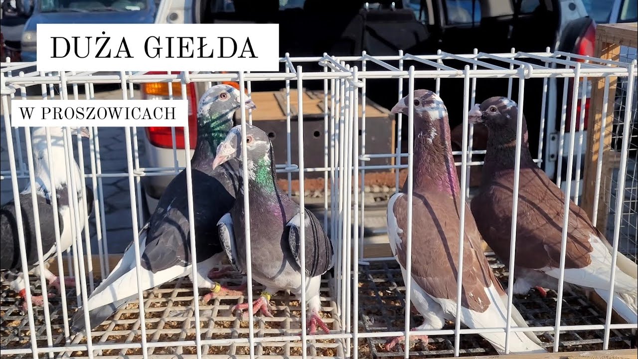 Giełda w Proszowicach 03.03.2024