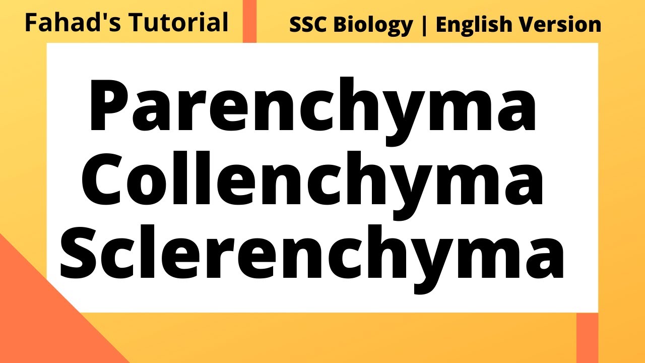 Parenchyma, Collenchyma and Sclerenchyma | English Version | Fahad's Tutorial