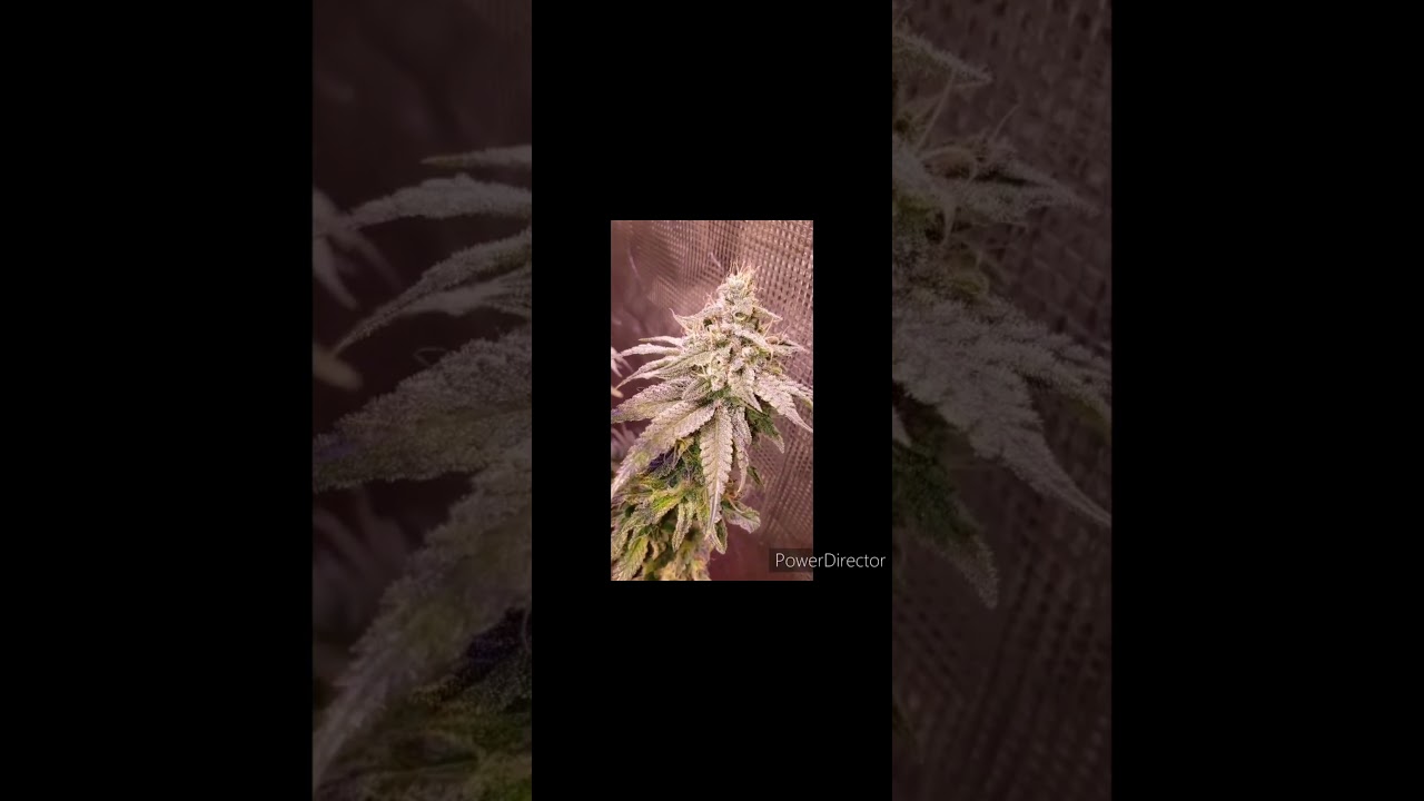 Frosted Fruit Cake and other sacred cut seeds great fruity Pebbles OG crosses!!!