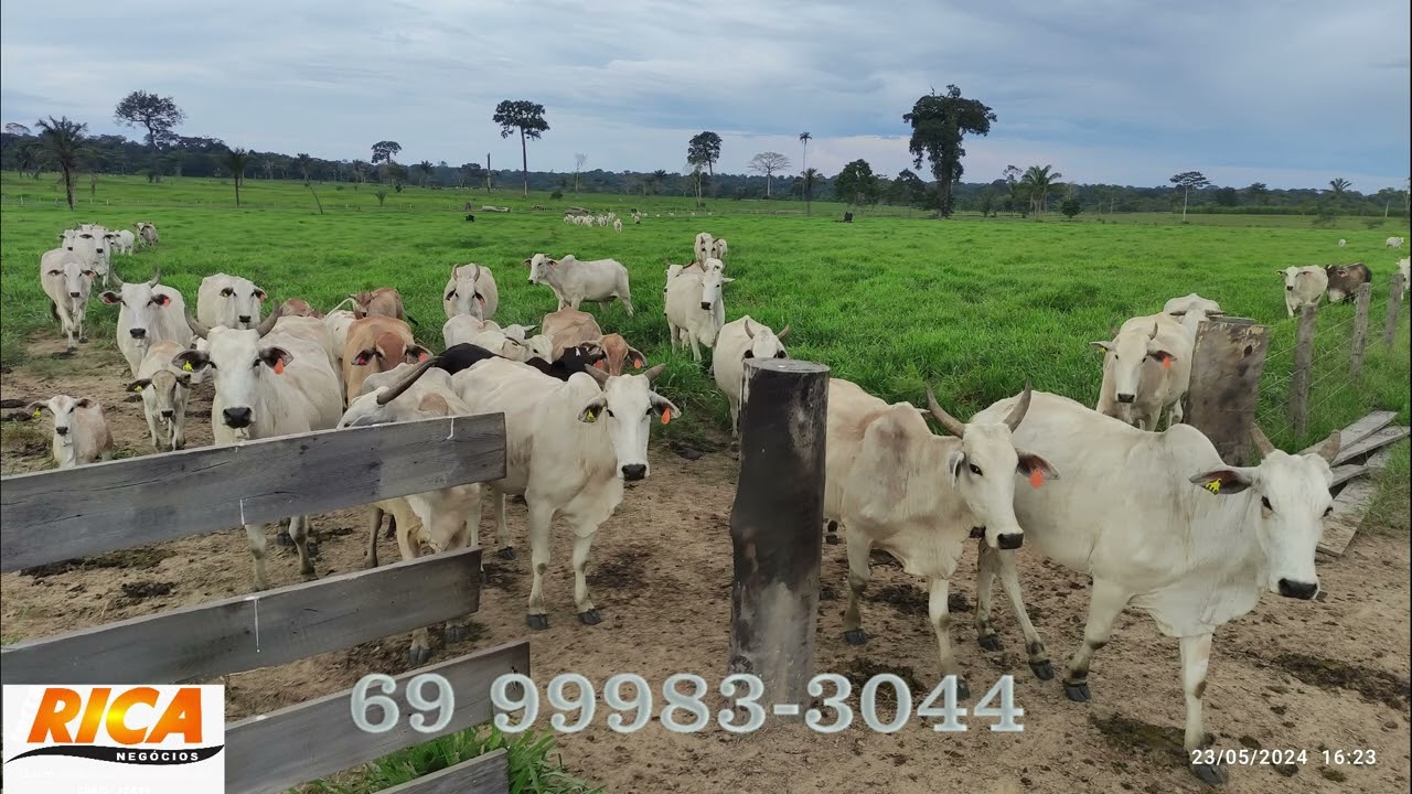 Vende-se Fazenda com 406 Hectares-Porto Velho/RO