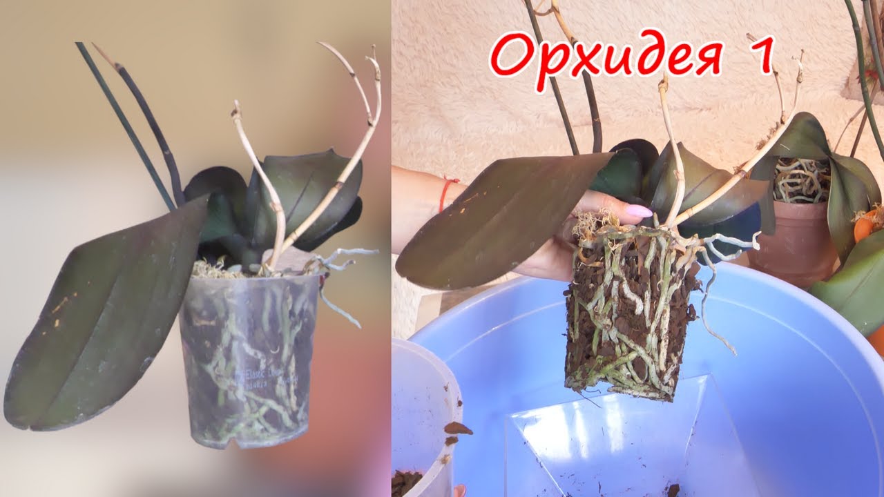 Орхидея Гербарий. Восстановить корни, листья ПРОСТО.