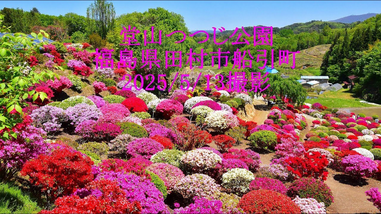 堂山つつじ公園　福島県田村市船引町 2025/5/13撮影