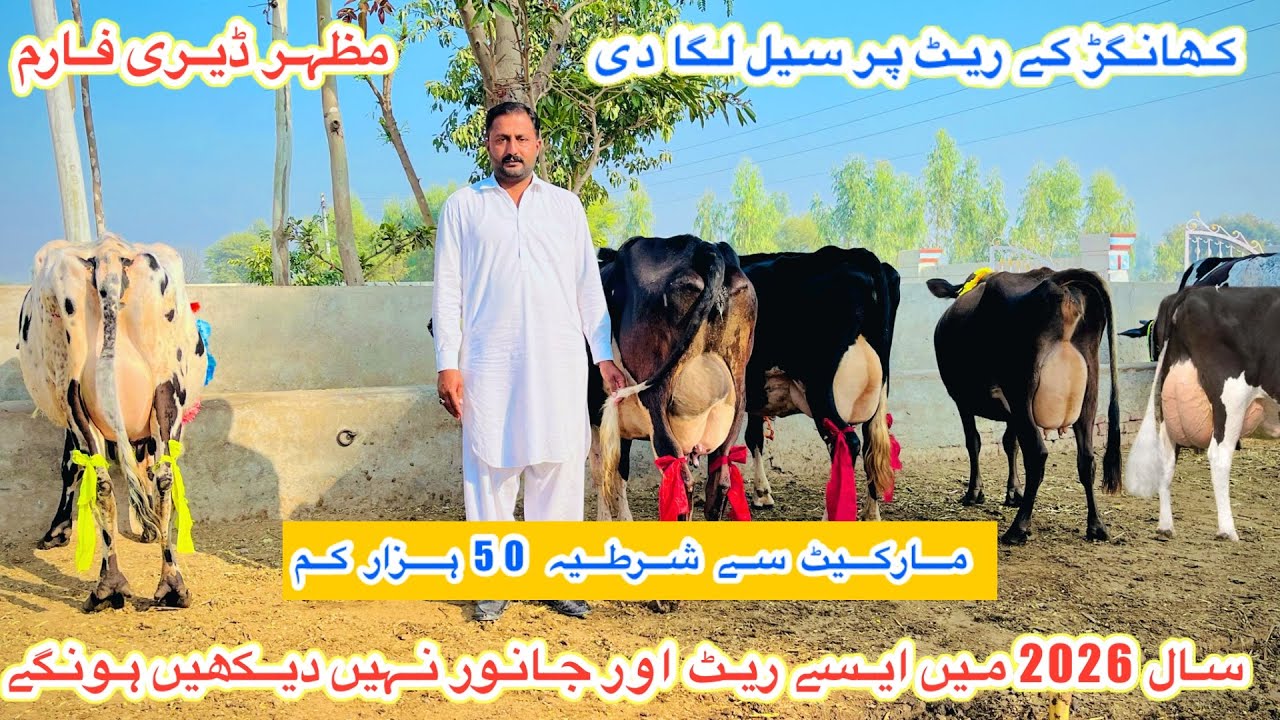 Mazhar Dairy Farm | Top Class Cholistani Fresian Cows For Sale | Cross Cows For Sale |5 Feb 2026
