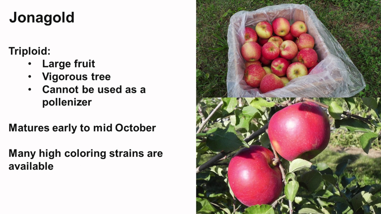 Apples for the Retail market