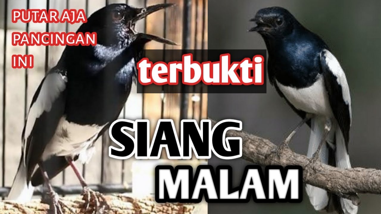 Suara Pancingan Kacer Gacor di Siang dan Malam
