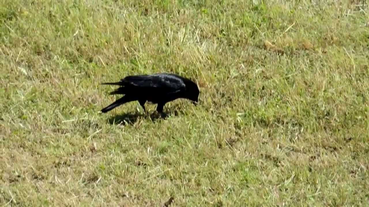 Rabenkrähe versteckt Futter