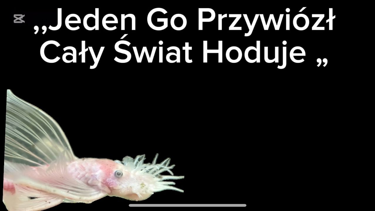 Snow White &ndash; zbrojnik, kt&oacute;ry nie powinien istnieć. Prawdziwa historia L144