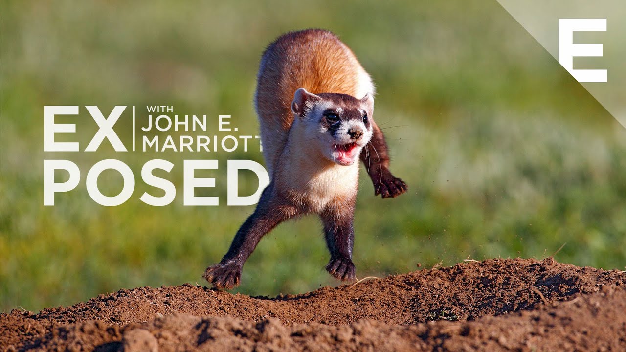 EXPOSED: Extras | Rare Black-footed Ferret Video