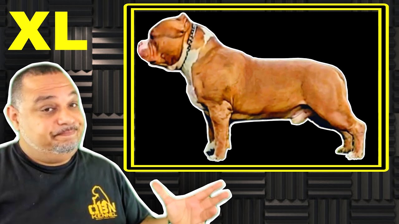 Breeding Strategies for American Bully XL Owners