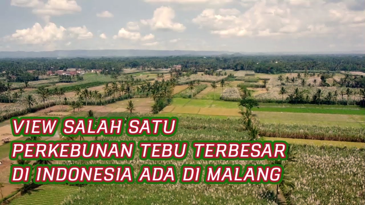 Manisnya Komoditas PERKEBUNAN TEBU TERBESAR DI INDONESIA #drone #pesonaindonesia #jawatimur