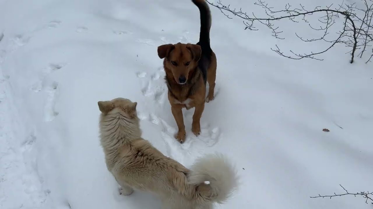 Прогулка с собаками